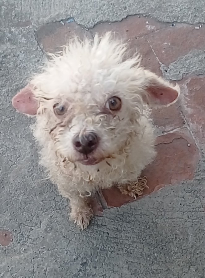 VIBRAmascotas's tweet photo. El veterinario ya dijo que hoy se vacuna y se le hace estética 😊😊😊 está buscando familia que la quiera mucho, es una pequeñita preciosa, adoptala! #rt #cdmx #AdoptaNoCompres wats 5548724347 https://t.co/QXCoWKCvNq