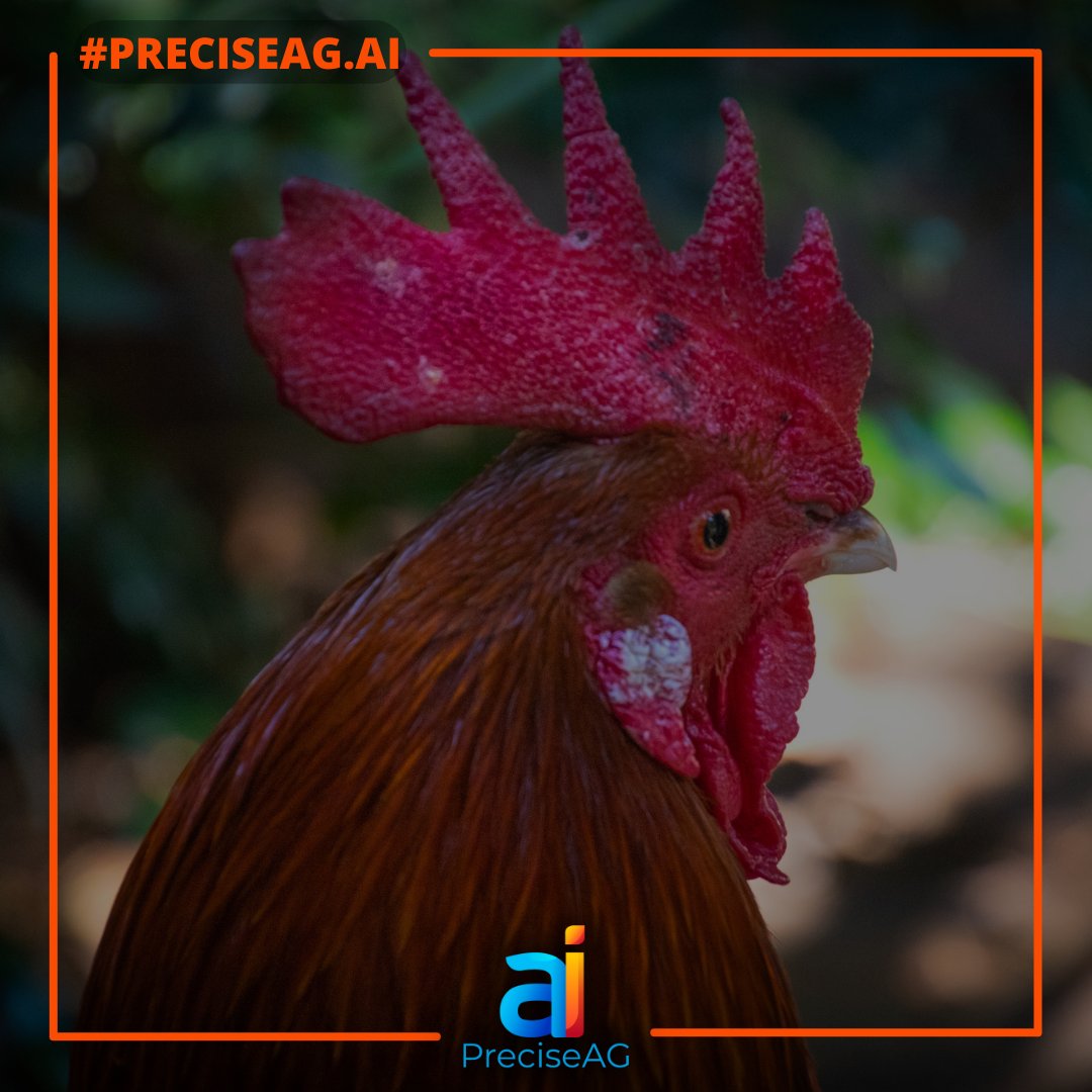 PreciseAGai's tweet photo. SMART POULTRY HEALTH The Right Way
https://t.co/jM4KhcAB8J is Smart Poultry Health:
https://t.co/oGza9aqEIr
#biosecurity #bottombillion #foodsecurity #PreciseAG.ai #smartpoultryhealth https://t.co/pqtGf1zFBR