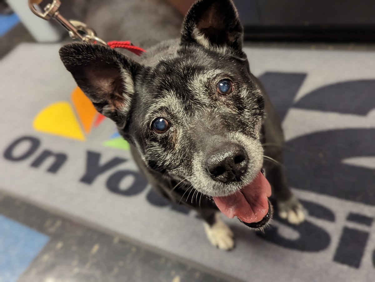 Blizzard is waiting for her moment of fame at <a href="/nbc12/">NBC12 is now 12 On Your Side</a>. Look for her coming up next with @AndrewNBC12 on <a href="/12AboutTown/">12 About Town</a>.