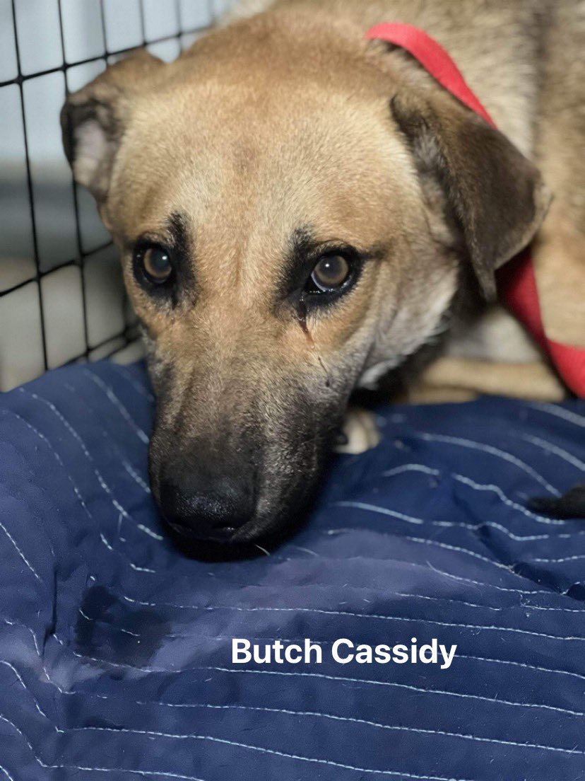 Voice for Animals Rescue & Sanctuary (@VoiceRescue) / Twitter Voice for Animals Rescue & Sanctuary (@VoiceRescue) / Twitter