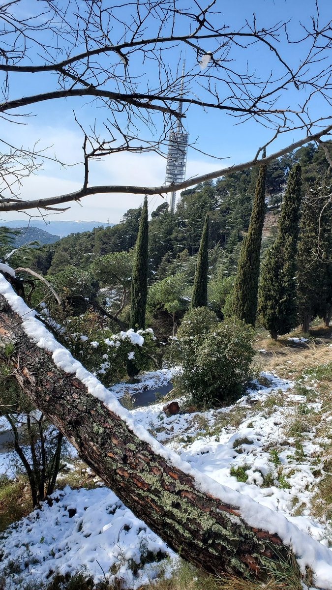 PauCT4's tweet photo. Així aguantava la neu al Tibidabo durant el dia! Una nevada digna de recordar.

 #NEUCAT @fans_de_neu @alexmegapc @meteopolita @comandotibidabo @TomasMolinaB https://t.co/AdtPUnepnH