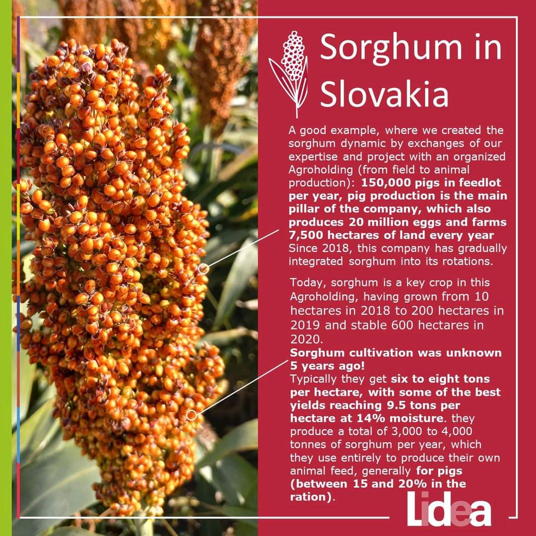 Guedjsorghum's tweet photo. #Sorghum #Sorgho #Copro #Sorgo #Sorg #Cirok #Sorgum #高粱
#ClimateChange
#TemperaturesAnomalies
#PreservationOfWaterResources
#AnimalFeed
#HumanFood
#BioEnergy
#EarlyEuropeanGenetic
#OrganisedSorghumChain https://t.co/SDYDnlci8v