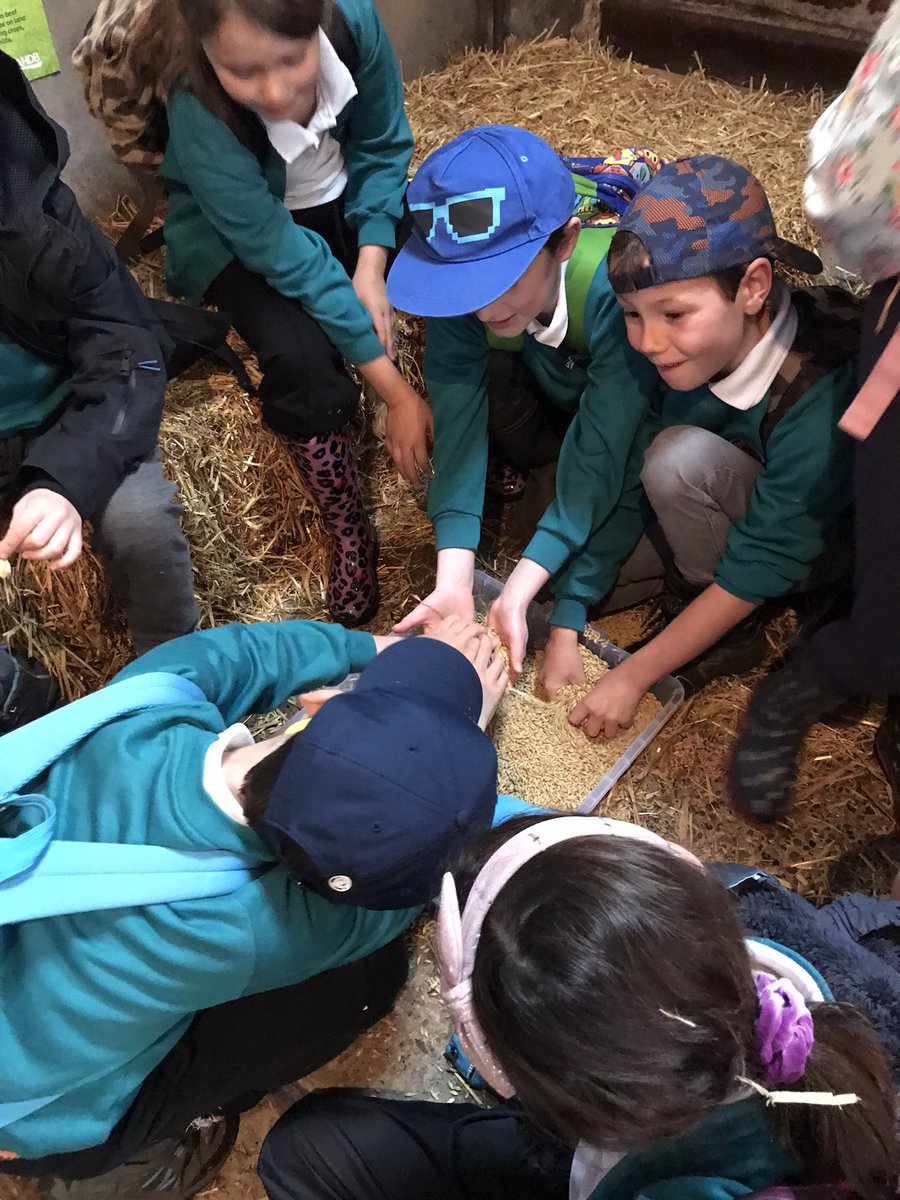 GrasslandsFarm's tweet image. Did you know we also host free school visits? Ask your school to get in contact. 🚜 🐄