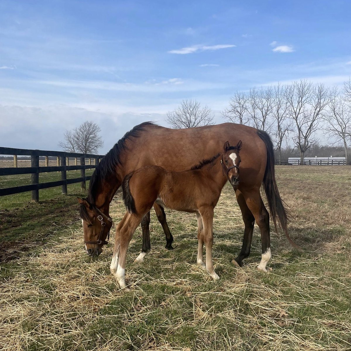 gidget337's tweet photo. My Girl Red and her beautiful colt by Gun Runner 😍
@Team_Texas_Red 
@archiestgeorge https://t.co/T8Gx6u37ku