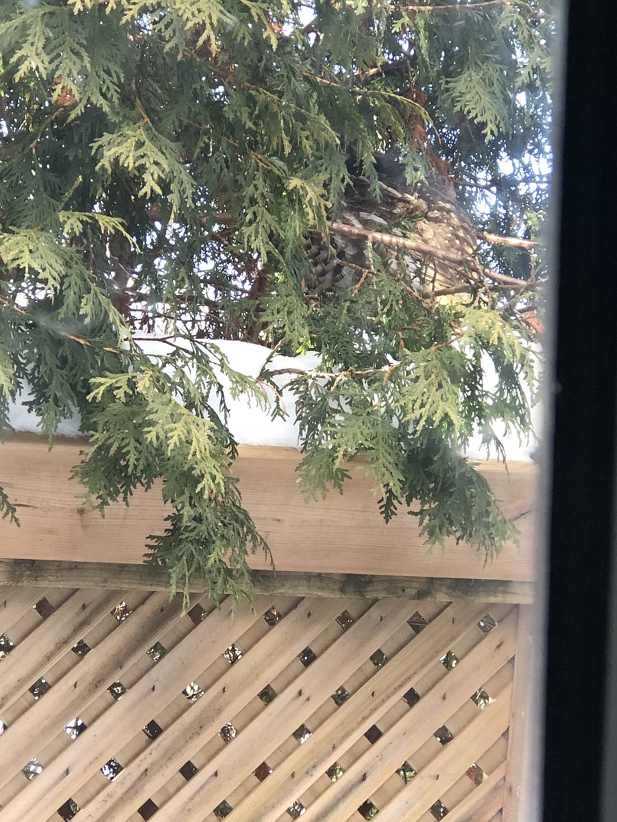 Sayjack41's tweet photo. This partridge decided to hang in the cedars right next to my dogs pen. I guess it felt safe because my malamute had no idea it was even there. My son is the one that noticed it. Keen eye. π
#BushChicken https://t.co/80F1un3UE6