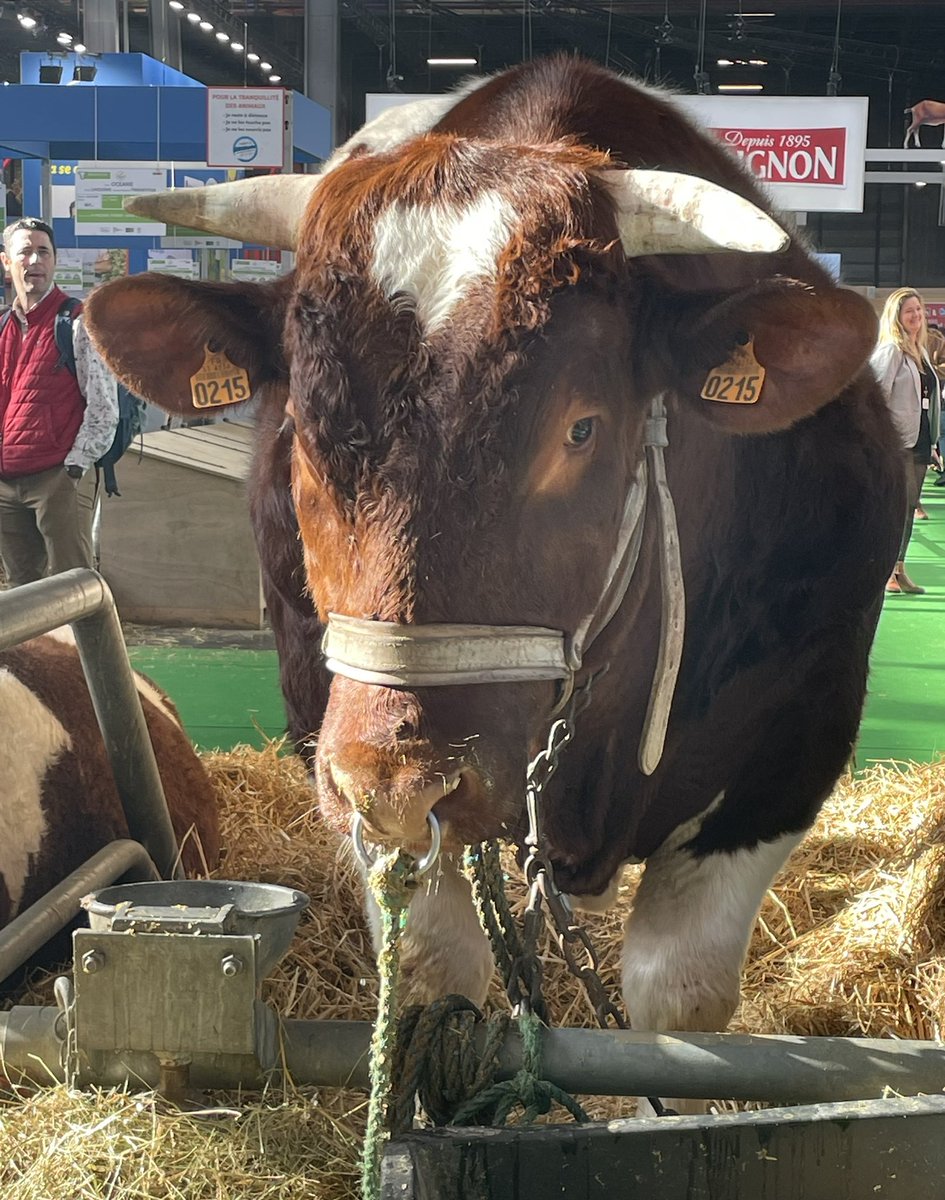 Petite fille d’agriculteurs bretonne, plaisir du jour, retrouver un peu de la campagne à Paris. J’adore les vaches 🐄 #SIA2023 #agriculture @SalonAgri @SaveursCommerce @jblefevre60 @slayani @BrunerieS @produitenbzh @davbazergue @papilles @EricFabreMof @kalydeoo