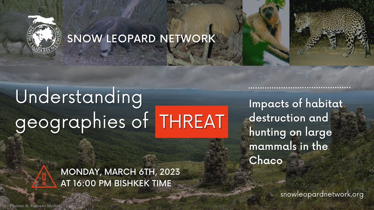 🔊

Our next webinar will be a fascinating presentation w/ @Alf_RomeroM @BiogeoBerlin on the impacts of habitat destruction & #hunting pressure across the world’s largest #dryforest, the Gran Chaco in South America, a deforestation #hotspot

Sign up here:
snowleopardnetwork.org/2023/02/20/sln…