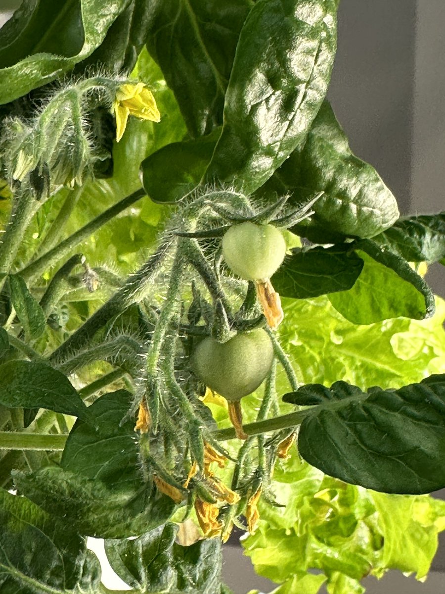So much excitement in the Rossman 5th grade! Our Lettuce Grow Farmstand has snap peas and tomatoes finally! #DLSchools #Lettuce_Grow