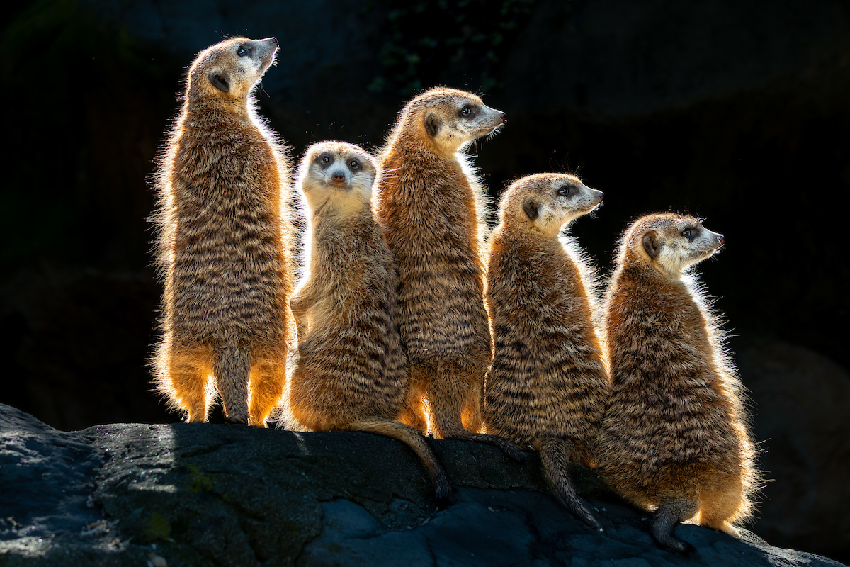 Los Angeles Zoo (@LAZoo) / Twitter Los Angeles Zoo (@LAZoo) / Twitter