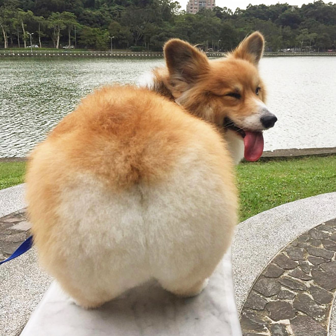 Butterfly12T's tweet photo. It´s been a while since I posted something for #MomoMonday 🍑
Here is something floofy. 🦊🍞
#corgi #corgibutt https://t.co/mp8Gdi3mku