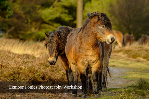 Is there anything for the weekend? exmoor.today/product-tag/th…

#exmoor #exmoorpony #exmoorponies