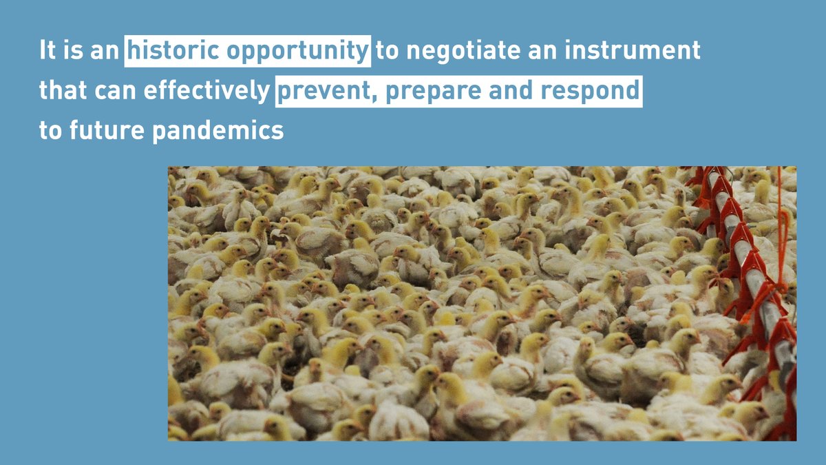 CollerFdn's tweet image. The Jeremy Coller Foundation and 12 other NGOs wrote the @WHO in response to the Pandemic Treaty draft. The WHO Pandemic Treaty has an opportunity to acknowledge and address the root causes, including intensive animal agriculture. #Pandemic

Letter ➡️ ow.ly/iWew50N3OAi