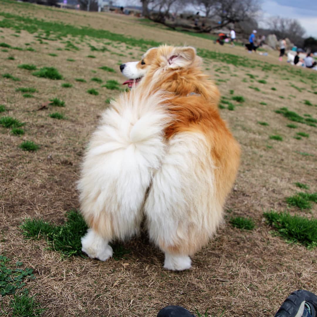 Butterfly12T's tweet photo. It´s been a while since I posted something for #MomoMonday 🍑
Here is something floofy. 🦊🍞
#corgi #corgibutt https://t.co/mp8Gdi3mku