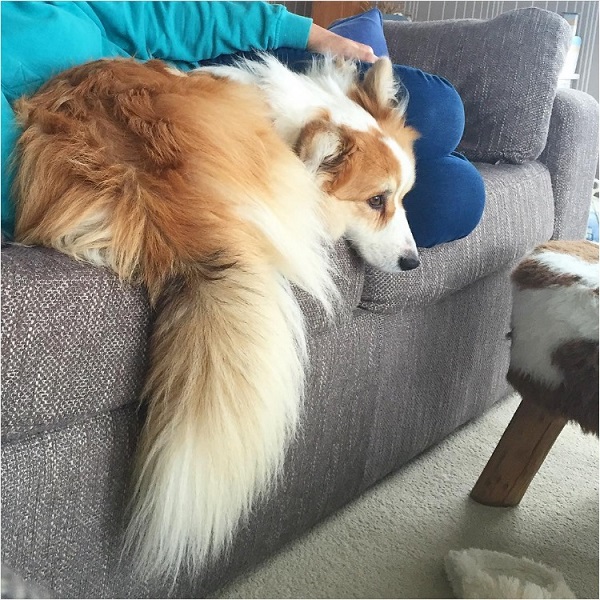 Butterfly12T's tweet photo. It´s been a while since I posted something for #MomoMonday 🍑
Here is something floofy. 🦊🍞
#corgi #corgibutt https://t.co/mp8Gdi3mku