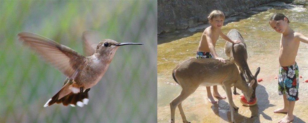 circleh_jen's tweet photo. Bird watching &amp; Deer eating Watermelon!
Spring Break is flying! Come out to enjoy the Hill Country! https://t.co/5SoEY2ODu4 https://t.co/rCycvozPeO