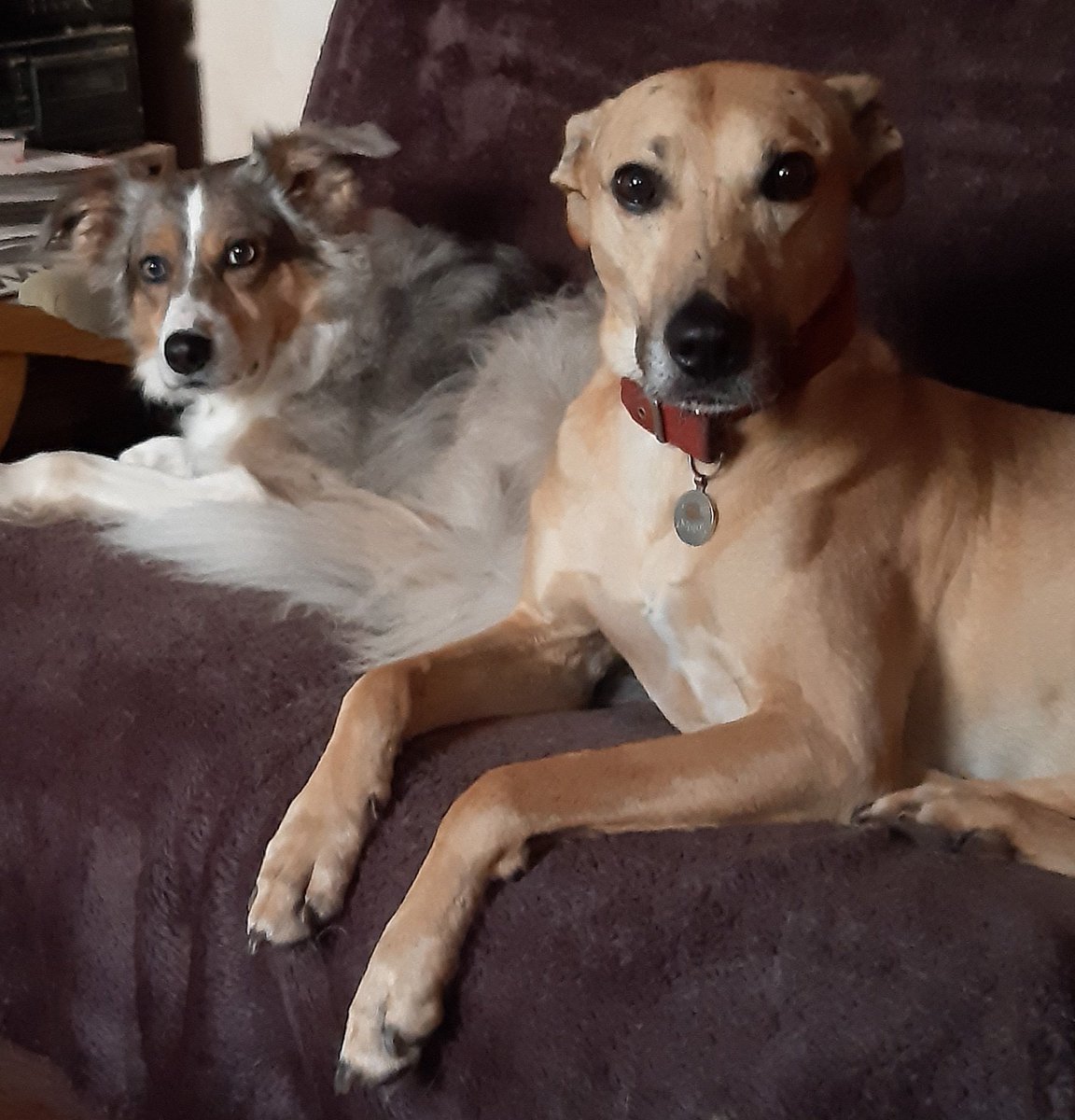 @segaboy08 @BCTGB @HartCollie @collierescuesa @CoraTheWhippet @whippetrescueir @WhippetRescue What a ridiculous combination of dogs!
