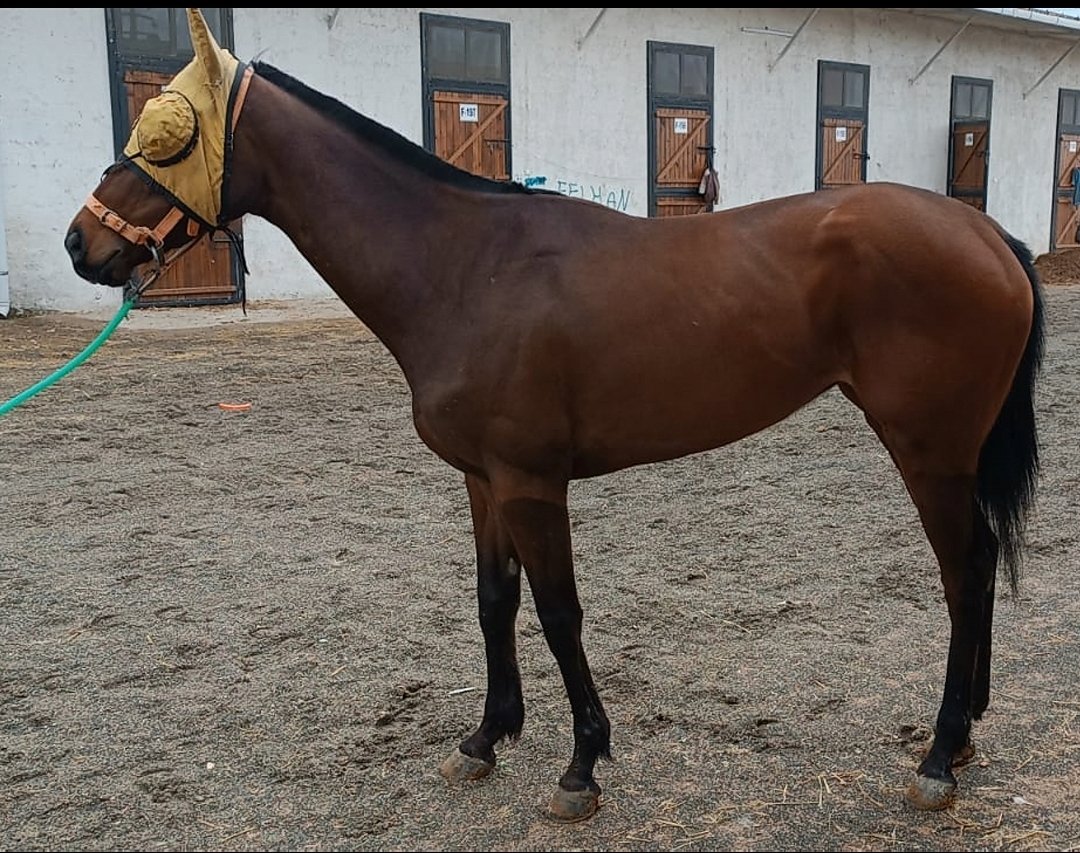 SUPERSTARLİNE: MENDİP - FUNDAMENTAL (LION HEART) orjinli kısrağımız satılmıştır yeni sahiplerine hayırlı olsun 🙏🙏🙏