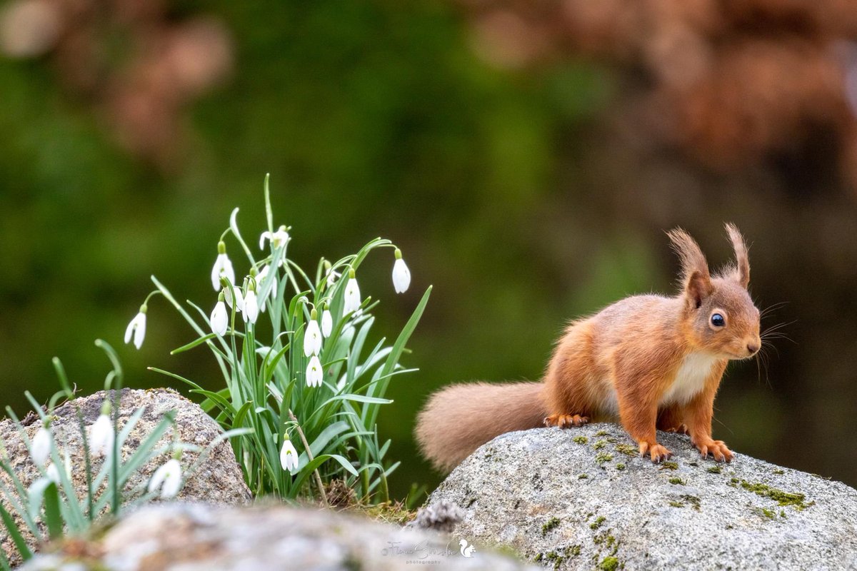 #squirrels #redsquirrels #snowdrops #flowers #wildlife #wildlifephotograhy #nature
