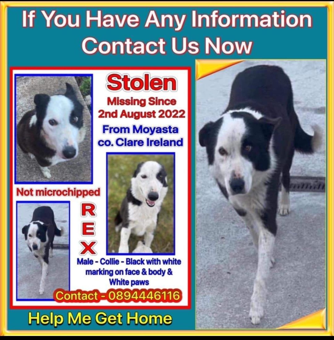 HunnyJax's tweet photo. #findRex Twitterstorm & socialmedia awareness for #longtimelost
#BORDERCOLLIE -not chipped - who went MISSING overnight 2/8/22 from home in #Moyasta Co.Clare #Eire He was RESCUED - SAVED from #PTS
He was so happy & settled & now SO missed💔He used to sit watching for tractors💙 https://t.co/lusjHVFdiV