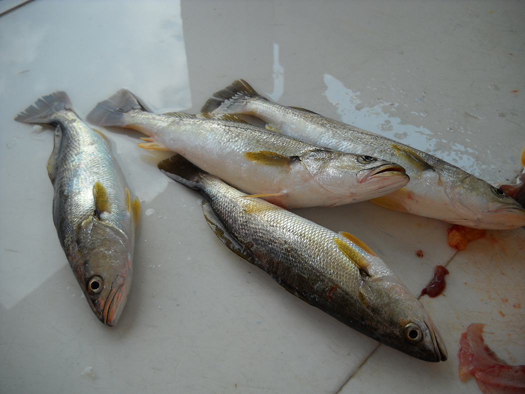 ReelSurprise's tweet image. March is a good time for #inshorefishing and speckled and white trout. Reserve a 4-hour trip for up to 4 people for just $650. What are you waiting for? #springfishing #reserveyourcharter #orangebeachfishing