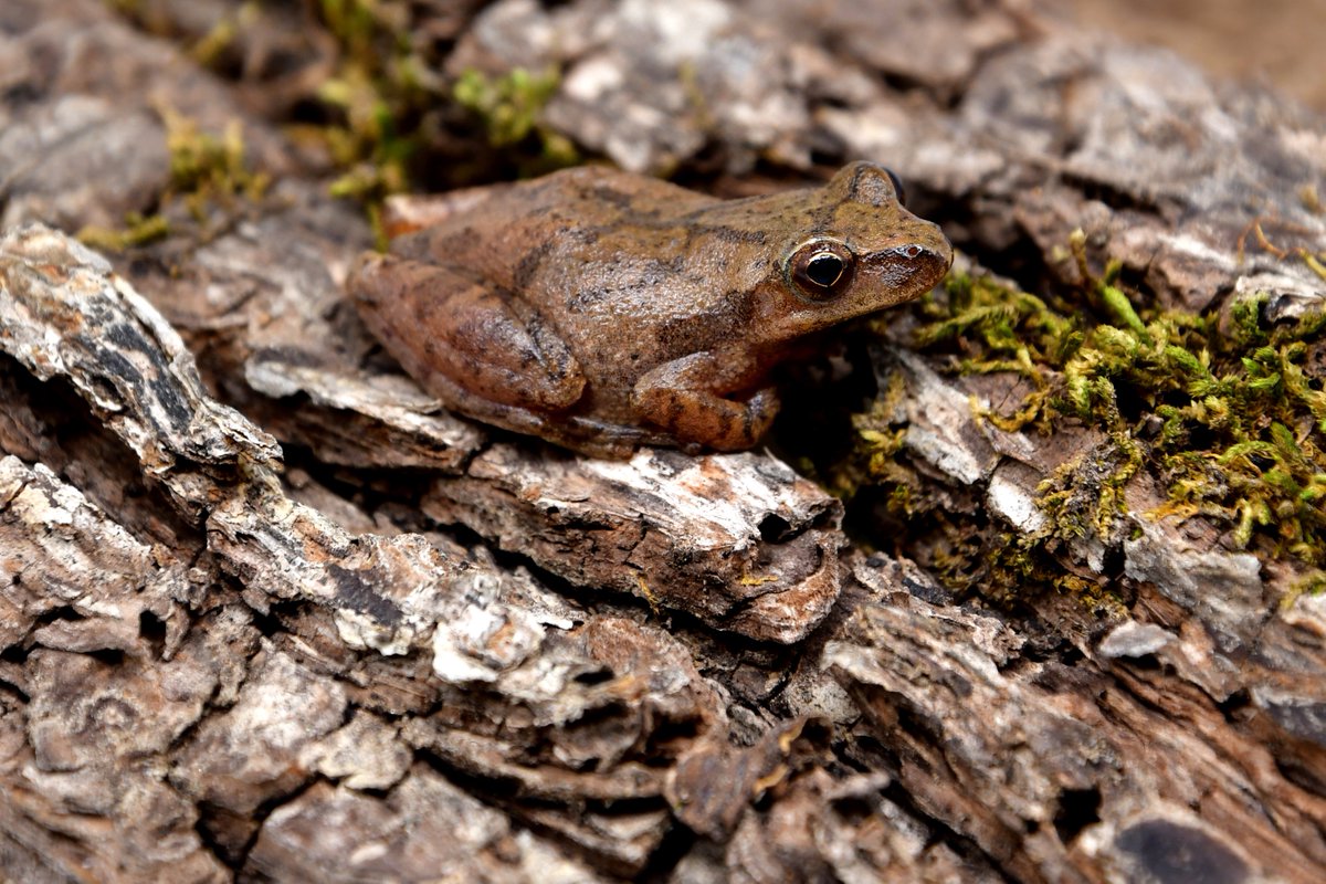 I too like to scream for attention. Despite the frog's small size, the male spring peeper's peeps into the void in search of companionship can be as loud as a CAR HORN (100 dB) and reach frequencies near a smoke alarm (2.9 kHz)