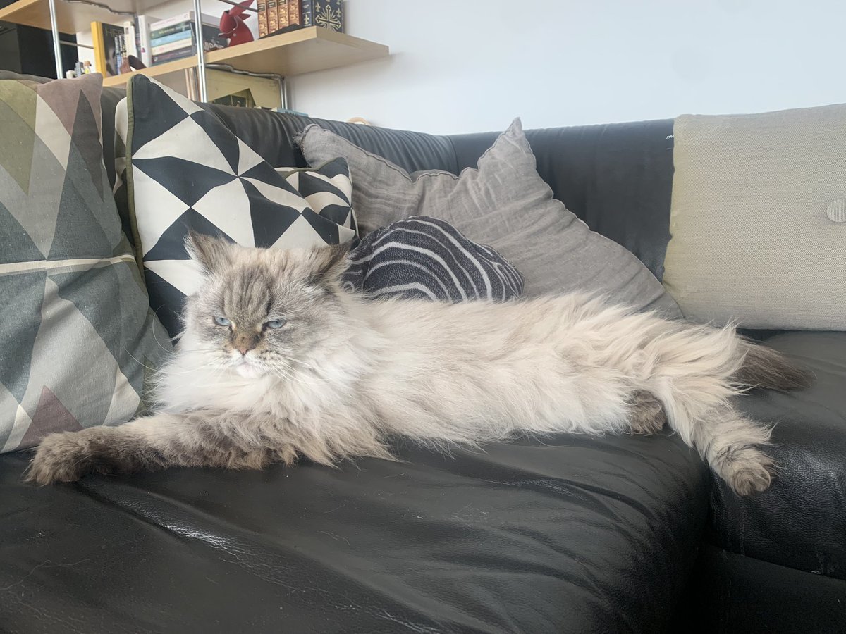 fluffy_potichat's tweet image. Je vous souhaite une bonne semaine, aussi joyeuse que mon sourire 😾