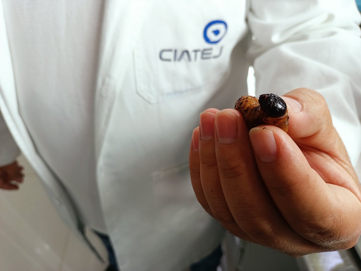 CIATEJ's tweet photo. Conoce más de nuestra línea de investigación de Biotecnología Vegetal  #CIATEJ 🌿🌱🌹👩‍🔬👨‍🔬

➡️  https://t.co/lHJMv5WB0x 

#biotecnología #biotecnologíavegetal https://t.co/R8NEIbzNax