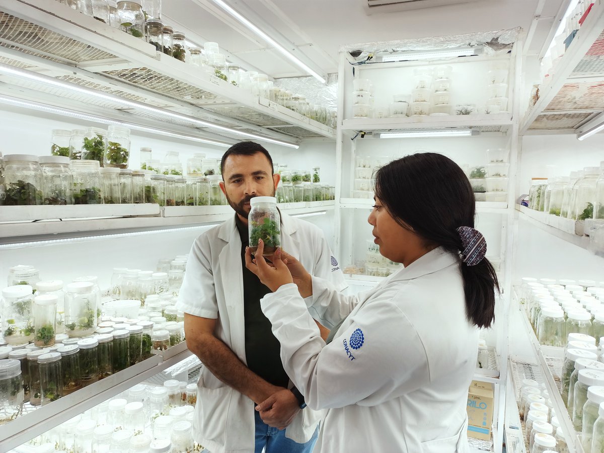 CIATEJ's tweet photo. Conoce más de nuestra línea de investigación de Biotecnología Vegetal  #CIATEJ 🌿🌱🌹👩‍🔬👨‍🔬

➡️  https://t.co/lHJMv5WB0x 

#biotecnología #biotecnologíavegetal https://t.co/R8NEIbzNax