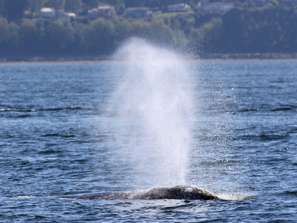 Is whale watching on your bucket list? Try these top locations on the Oregon Coast. bit.ly/3XiZApX