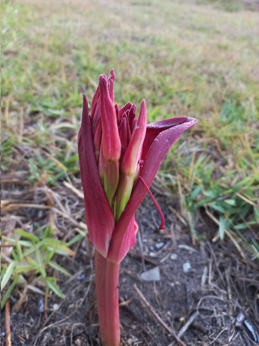 Candelabra flower, the Brunsvigia orientalis, love it.