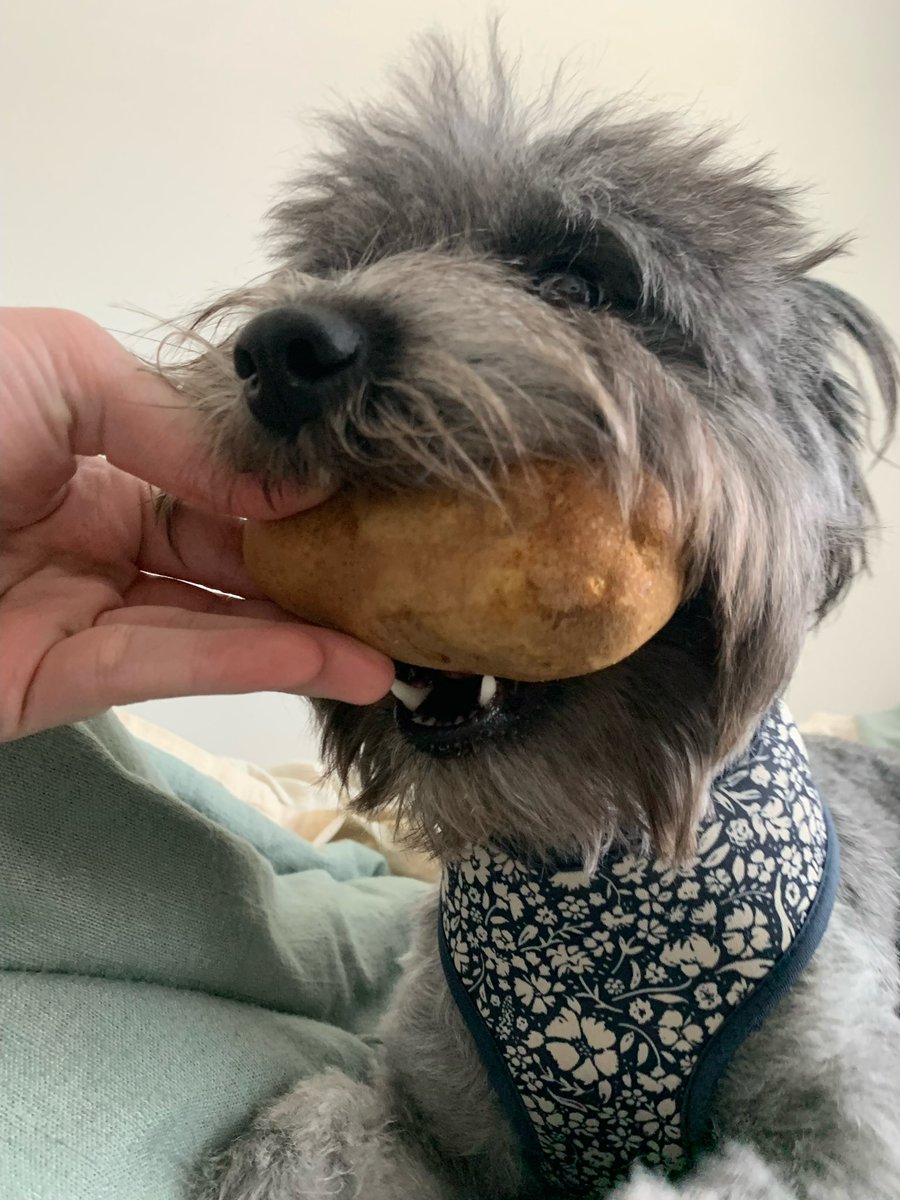 tyb481's tweet image. dawg.