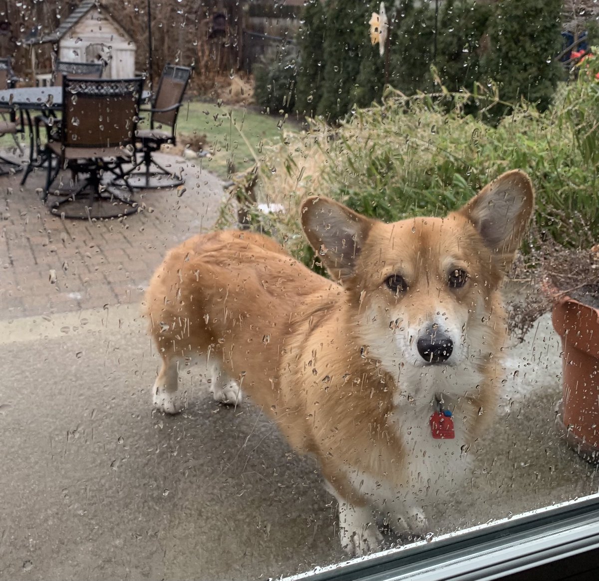 Let me in! It’s gross out here. #CorgiCrew #michiganweather