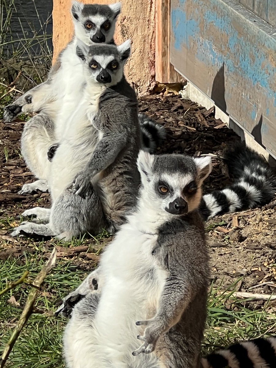 DeMildeDictator's tweet photo. Leuke dag gehad in @burgerszoo. https://t.co/e9VWPBJgFw