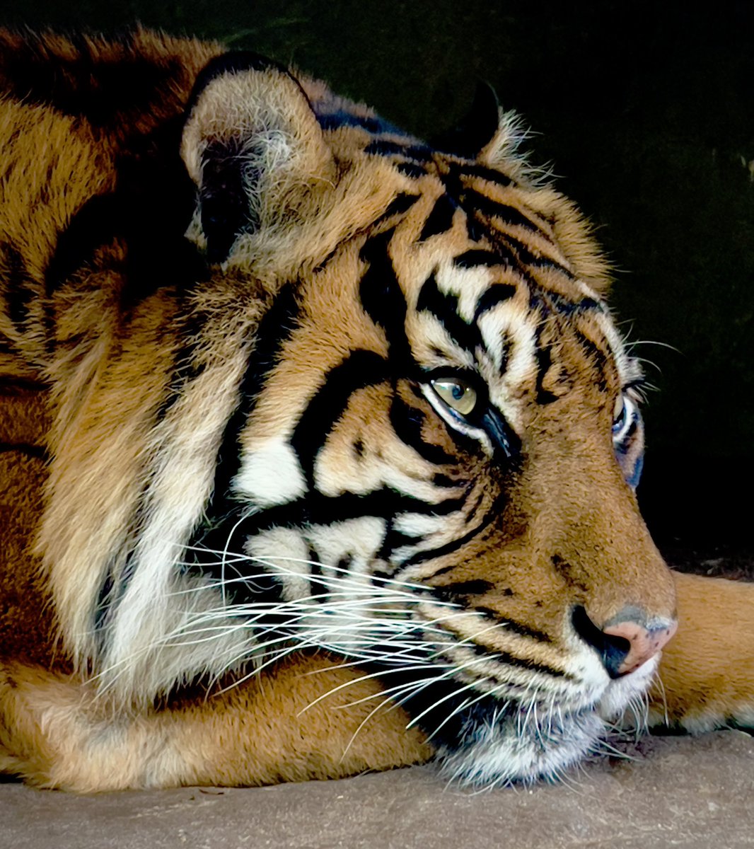 DeMildeDictator's tweet photo. Leuke dag gehad in @burgerszoo. https://t.co/e9VWPBJgFw