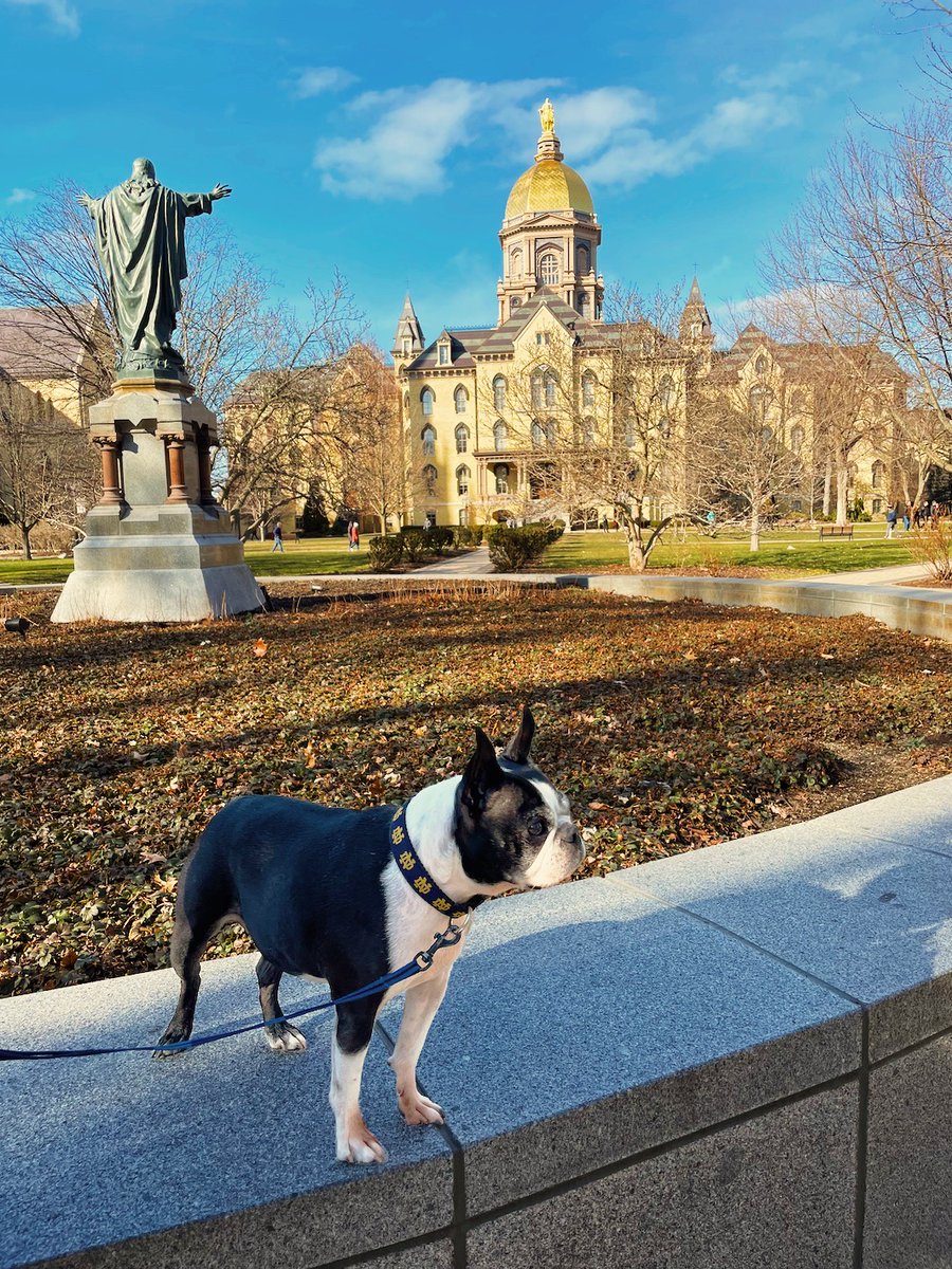 HospitalityND's tweet photo. Scout here to brighten up this dull Monday! This good boy has been in for a real treat - giving Notre Dame his bark of approval. Reply with a photo of your #NDDog👇 https://t.co/NnURly1vAR