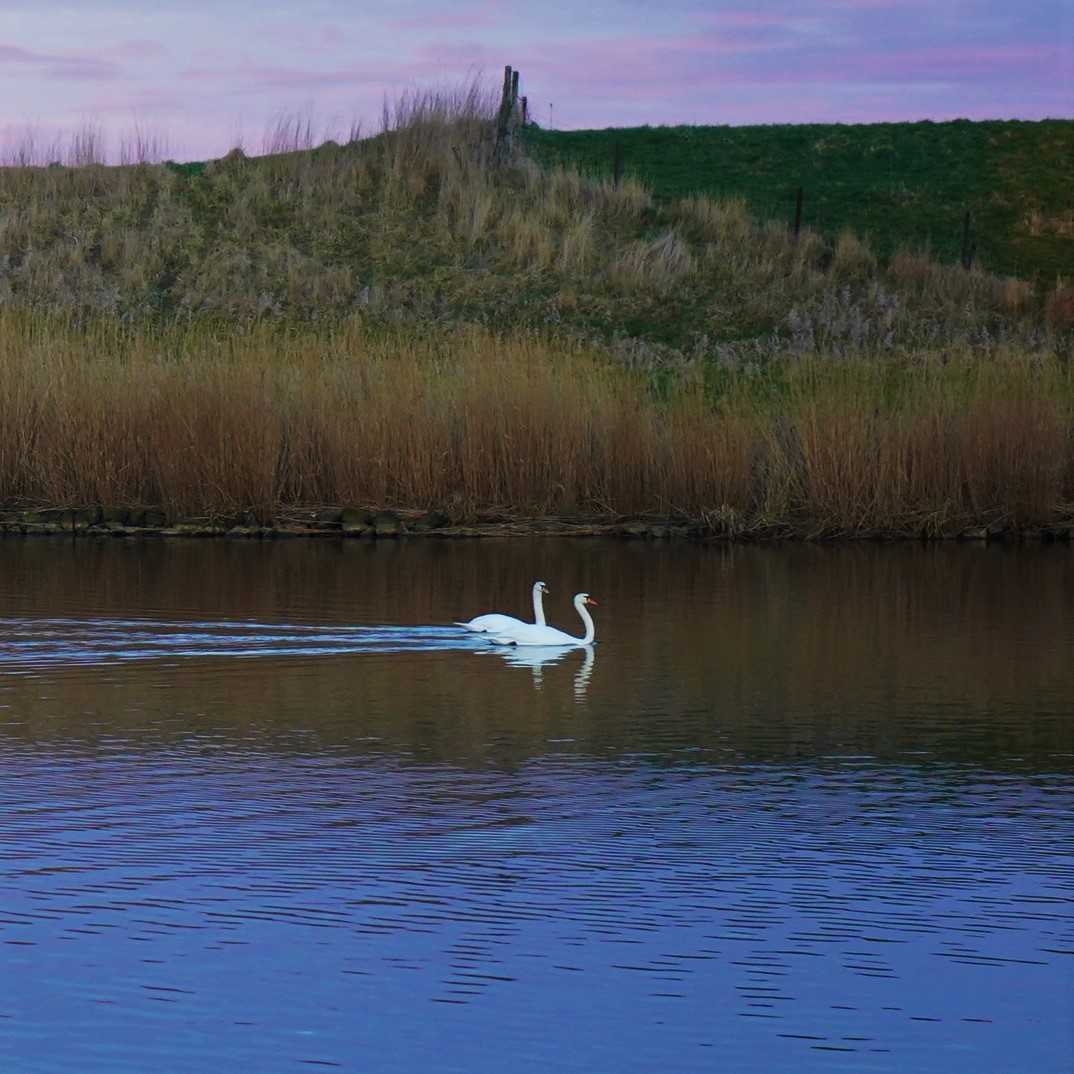 Dichtbij mijn huis, in avondlicht #zwanen