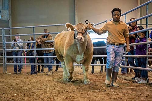 From the late Dr. James Ira Dawson, the 1st Extension Administrator at <a href="/aamuedu/">Alabama A&M University</a>, to the 80-year tradition of <a href="/LSUAgCenter/">LSU AgCenter</a>'s livestock show &amp; <a href="/KYSUag/">Kentucky State University Land Grant Program</a> experts teaching today's students about nutrition, 1980s are #MakingBlackHistory in Cooperative Extension: 1890aea.org/extension-toda…