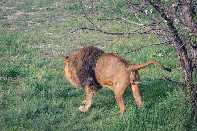 dnahinga's tweet photo. The street interpretation of this Complex Plan is that Our Forefathers were Responsible before Reproducing. 

They learnt this from Lions. 

Lions urinate to mark their territory and then Reproduce.

The Moderns Reproduce first, Create Slums and then Complain. 

😂

#iSimba https://t.co/NSHO6k8Dbg