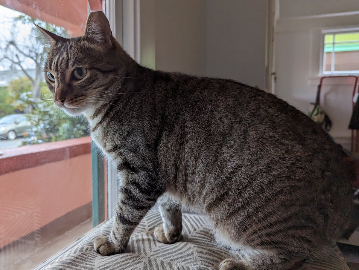 pico cat tweet media