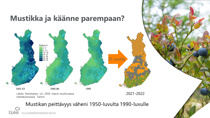 RaisaMakipaa's tweet photo. Minun esitelmässäni kerrotaan maanlaajuisen kasvillisuusseurannan #OperaatioMustikka alustavista tuloksista. Koko aineisto valmistuu 2023, mutta tähän mennessä mitattu 27 v. tauon jälkeen suurin osa koealoista. Näemme metsävarpujen pärjäävän hyvin mutta suokasvilajien taantuvan. https://t.co/G7nSSdpnGy