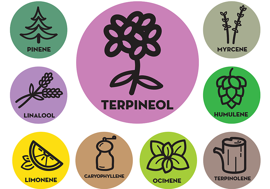 PotAdvisor's tweet photo. Did you know a strain's terpene profile can have more impact on the effects of cannabis than THC content alone? Learn more by visiting our #Terpenes page today! #potadvisor #cannabis #cannabislearning #cannabisUSA #cannabiscommunity
https://t.co/qcYfkWvLc4 https://t.co/eTp2UOsugX