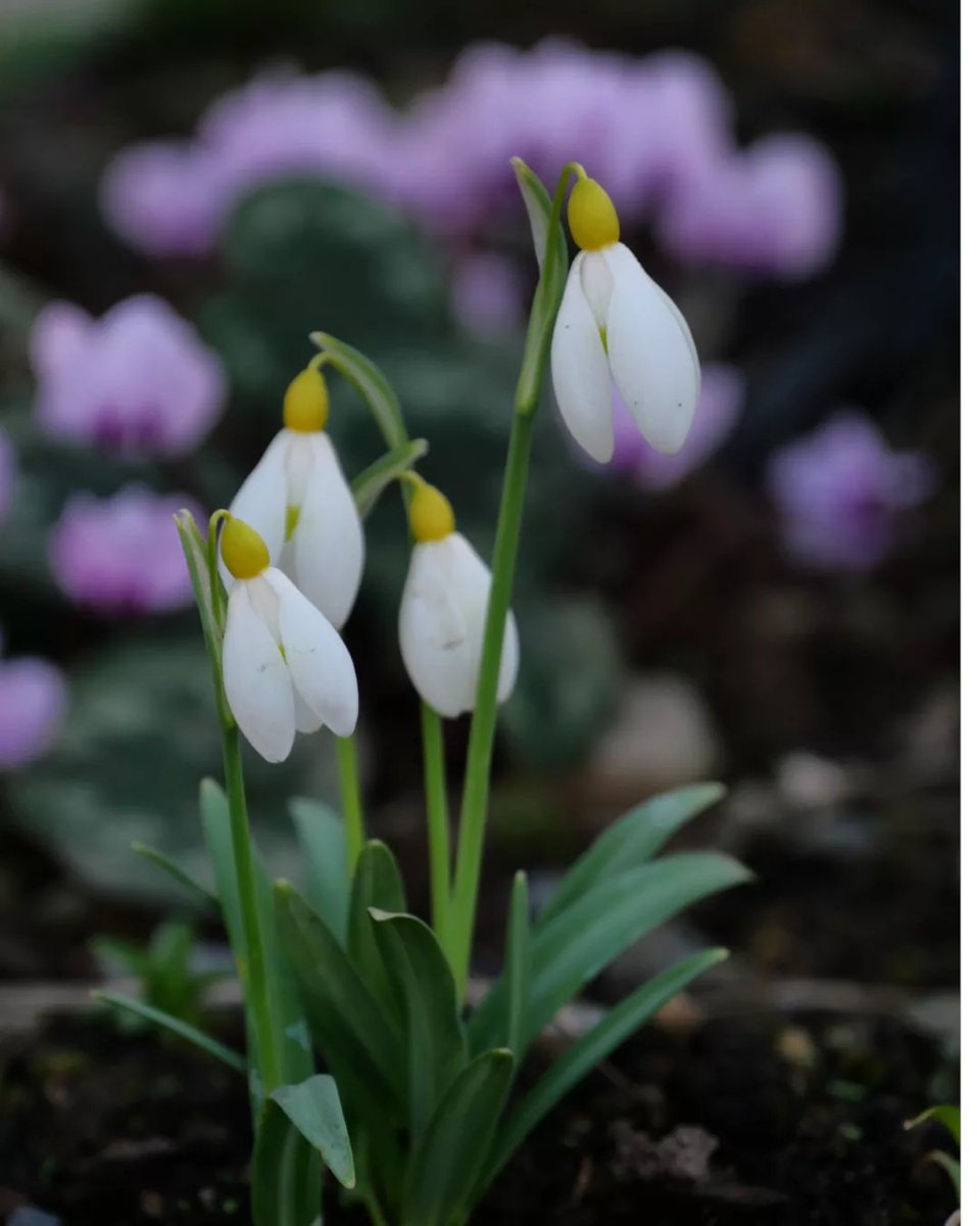 timausten's tweet photo. Lift your mood with the smallest of garden plants, the humble snowdrop. https://t.co/obMApH38YO