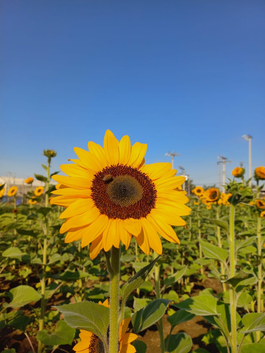 Diana_Polita's tweet photo. Me gustaría que se haga viral mi jardín de Girasoles 🙏 necesito el apoyo para seguirlo manteniendo, está ubicado en San Juan Opico en Vivero Rainbow Ornamentales (negocio familiar) gracias a todos!!!!! https://t.co/im7uvdP7RY
