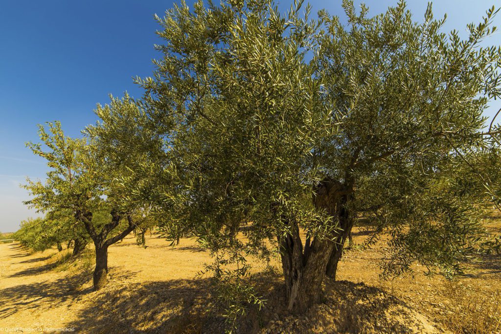 viurearural's tweet photo. @leaderponent @repoblem @ruralcat Quan visquis a @leaderponent podràs veure de prop llocs i coses tan boniques com aquestes:
📸 Foto 1: #Rocallaura
📸 Foto 2: La roca dels moros de Cògul
📸 Foto 3: Les oliveres de la Plana d'Urgell
📌 Etiqueta les teves fotos de la Catalunya rural amb #viurearural https://t.co/lRS1mkLVGZ