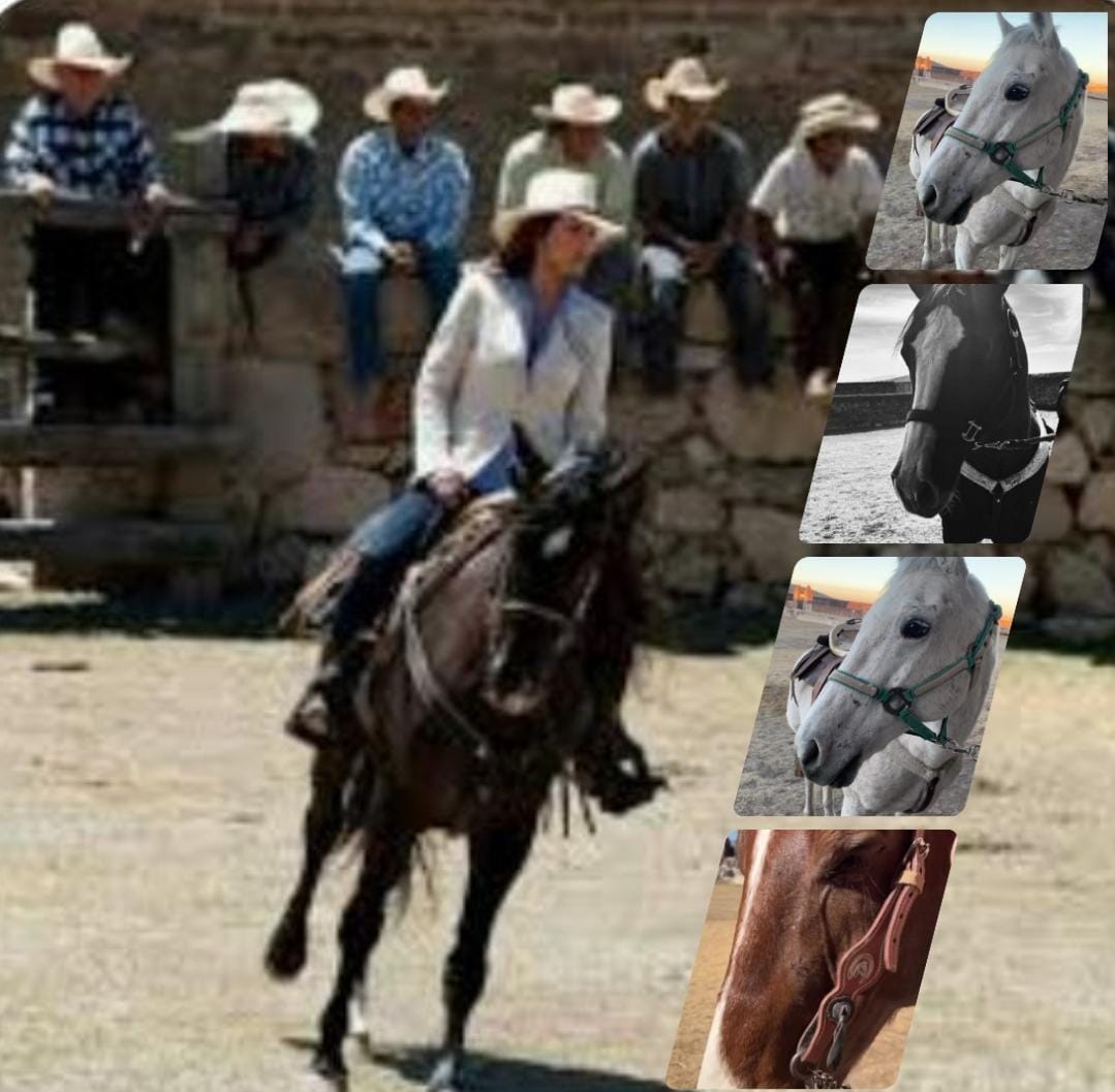 Rogeria170904's tweet photo. Será que #Bernada terá um amigo como #valentina tinha seu Altaneiro
Qual cor de cavalo 🐎 #Bernada
Vai nomear como seu Amigo
Branco🐎,Negro🐎,ou marrom🐎
@LuceroMexico
#ElGaloDeOro
Tu Podes no Dizer linda Lu https://t.co/dJl9rHudhm