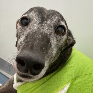 NatchezVet's tweet photo. Many older pets have multiple medical problems. Learn about dynamic treatment options from industry expert Dr. Marc Smith of Natchez Trace Veterinary Services.

https://t.co/yqEbEQi7hU

#pethealth #vetmed #dogsofnashville #dog #cat #catmom https://t.co/14OlOAGCoh
