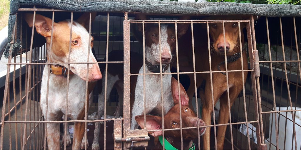 🐦⚡#TWEETSTORM
🏛🐕 La setmana vinent el <a href="/parlamentcat/">Parlament de Catalunya</a> votarà la modificació del decret legislatiu 2/2008 del 15 d'abril, pel qual s'aprova el text refós de la Llei de Protecció dels Animals.

👇Uneix-te amb hashtag👇
#️⃣ #NiUnaPotaEnrere
🗣 <a href="/gencat/">Generalitat de Catalunya</a>