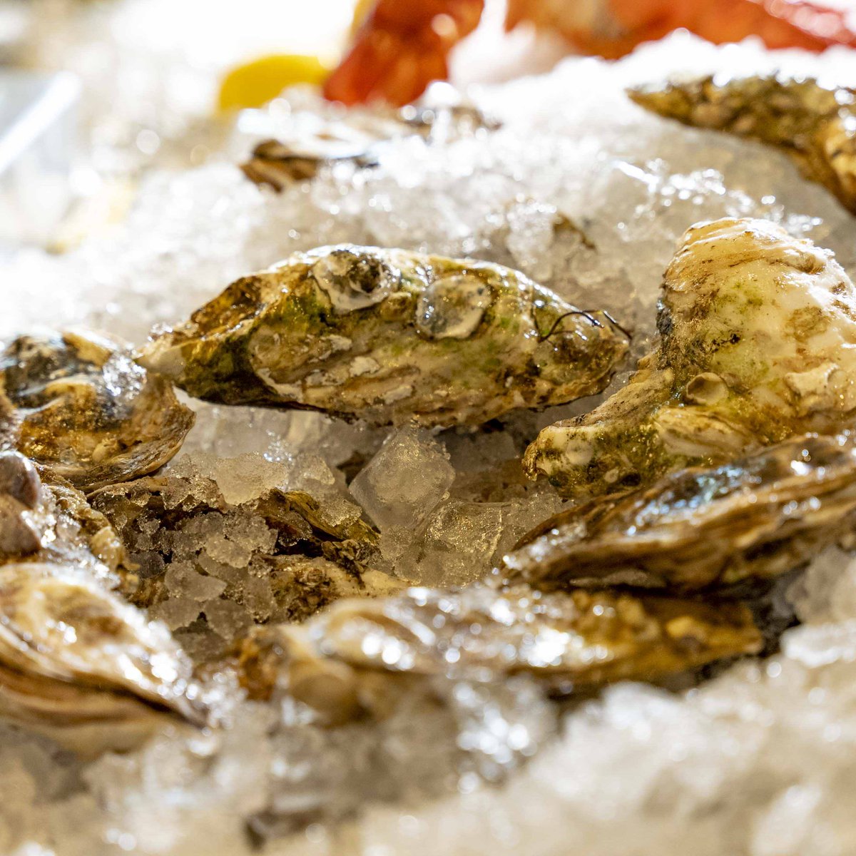 SeawolfUS's tweet photo. No Monday Blues here -- especially when happy hour oysters are involved! 🦪#SeawolfBK

#Seafoodies #BKNY #BKNYEats #BKEats #BrooklynBased #BrooklynBites #WilliamsburgPlease #YesWilliamsburg #BKBites #EatingNYC #NYCEats #oyster #shellfish #seafoodies #oysters https://t.co/BrUfI6veO6