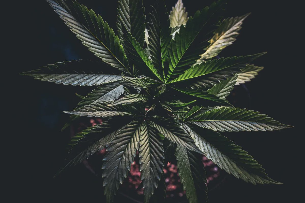 Judah's Cookies "jookies"
I'm Loving the structure on this one 

<a href="/GrowersChoice_/">Growers Choice Horticultural Lighting</a> 

#PictureOfTheDay #CannabisCulture