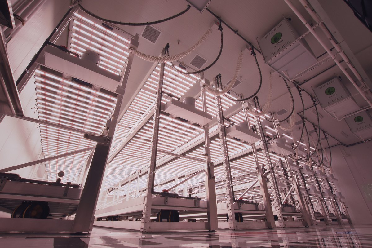 Miami Mango Cannabis🦩🥭 tweet media